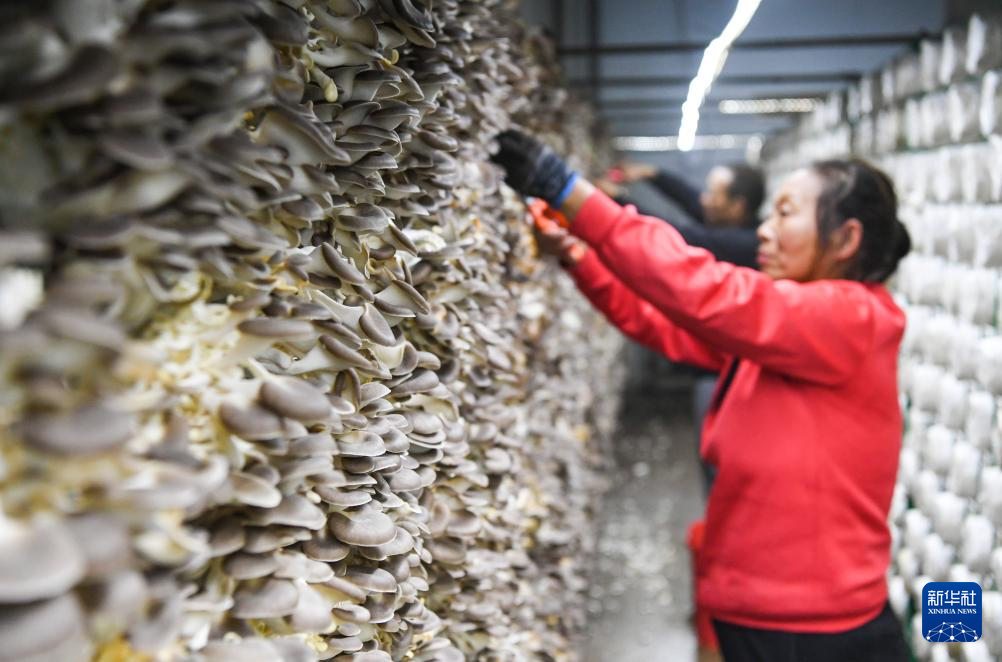 食用キノコ産業の発展で農村振興を後押し 中国重慶市