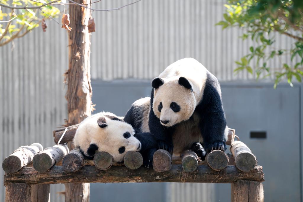 パンダの「珍珍」と「芊喜」、台の上でのんびり 中国四川省